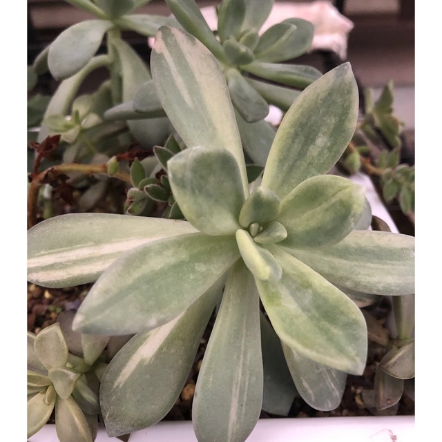 多肉植物 パキフィツム 紫麗殿錦 葉挿し 7枚セット 発芽発根済みの通販