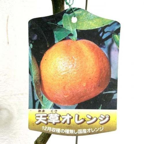 オレンジ 苗木 天草オレンジ 15cmポット苗 あまくさオレンジ オレンジ
