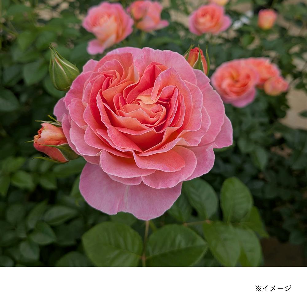 2025年バラ苗予約販売】ドルンブルガーシュロスローズ | 花＆グリーン