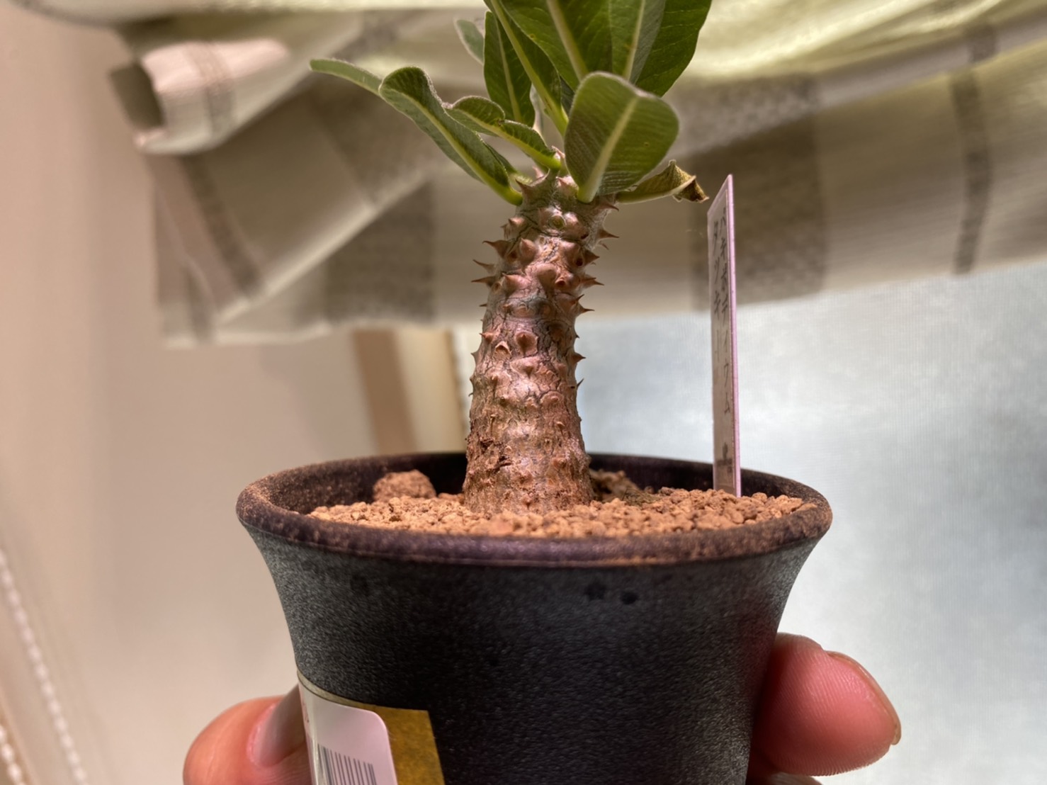 珍種】パキポディウム'タッキー'とは。