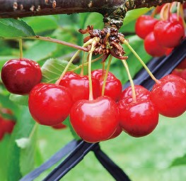 果樹苗木検索｜株式会社イシドウ