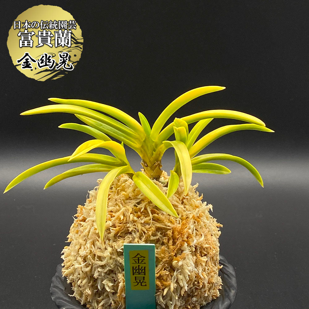 富貴蘭 風蘭 蘭 金幽晃 キンユウコウ 3本立 【現品】 t152 フウキラン