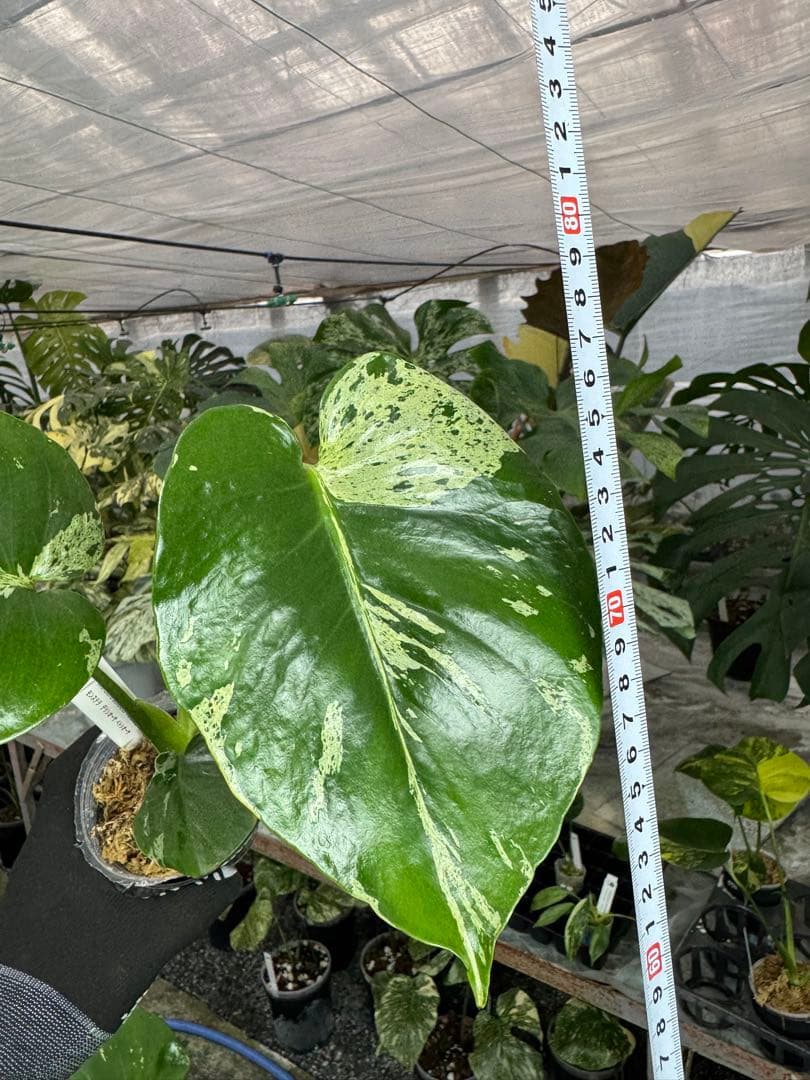 モンステラ デリシオーサ ベトシオーサ – JolieNursery