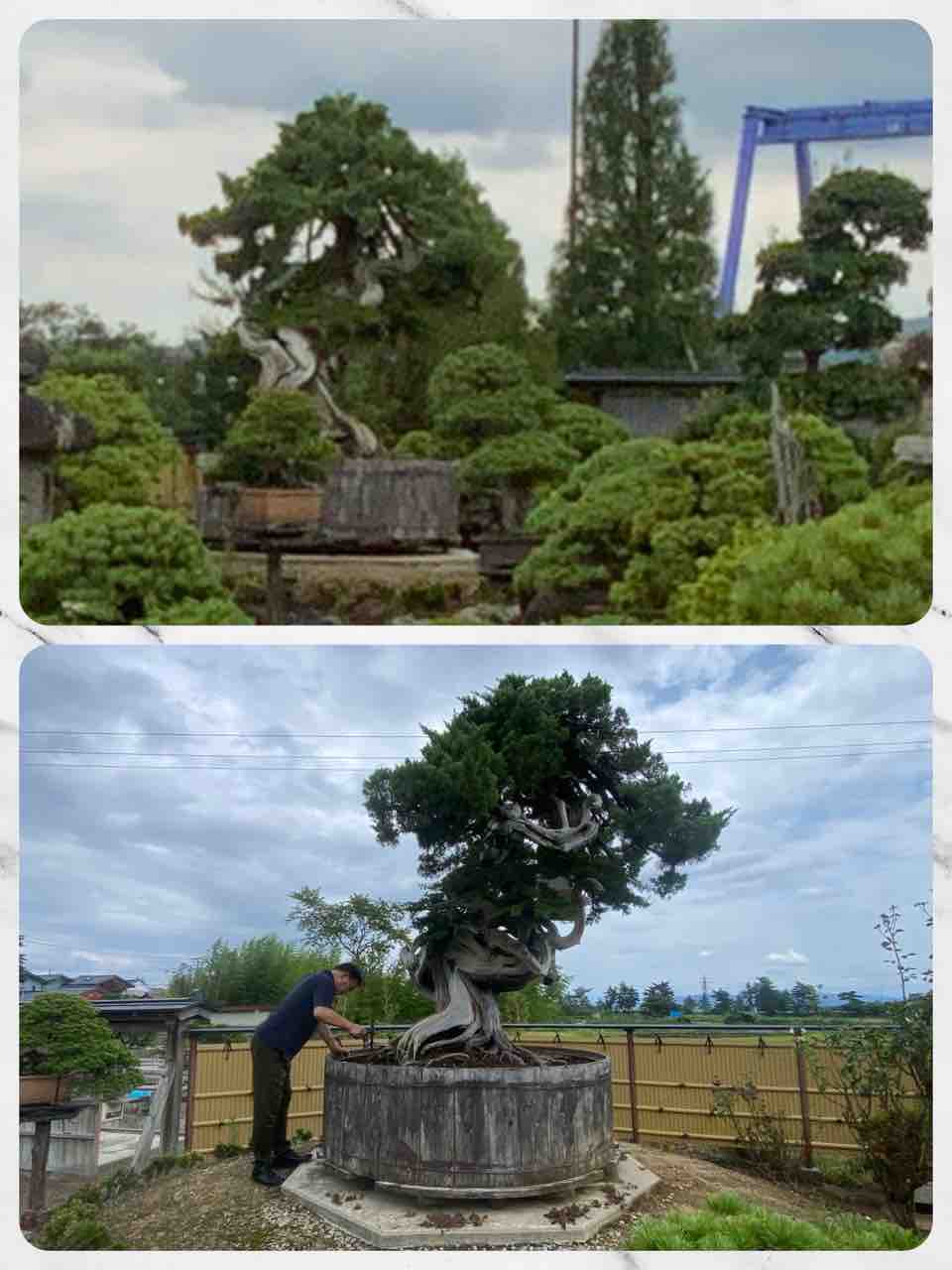 未来のシンボル盆栽❗️巨大真柏、表土の“耕し“‼️ : 雨竹 盆栽 水石 便り