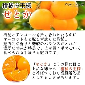 Amazon.co.jp: 愛媛県産 柑橘の王様「せとか」 赤秀品 2Lサイズ 12個入