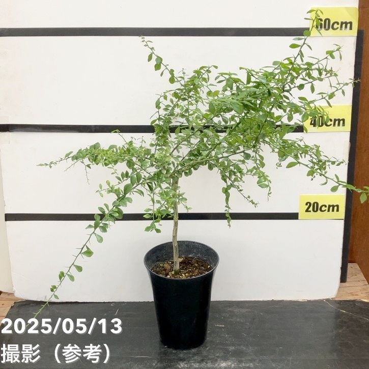 こるふぁーむ フィンガーライム 5号 フレバリーグリーン（代引き不可