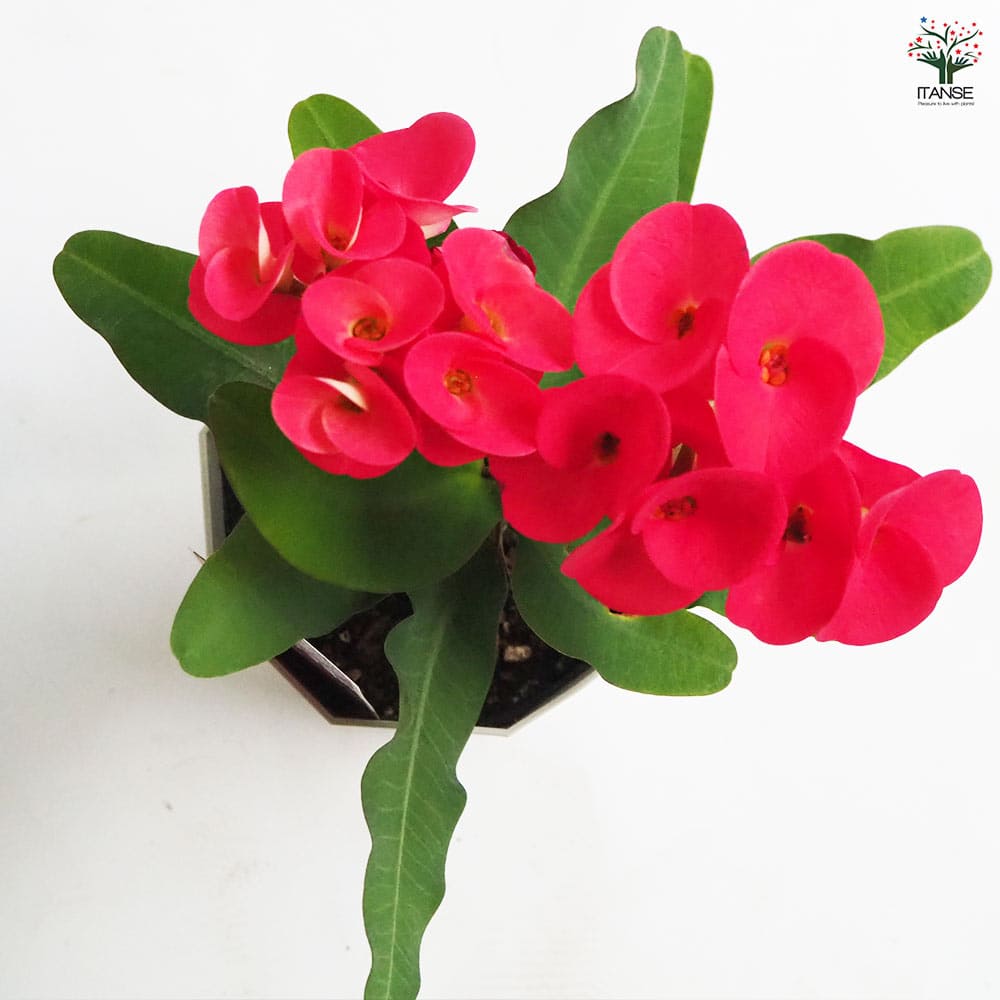 ハナキリン 八福神 ピンク系色mix 【多肉植物 4号】｜ 【植物の