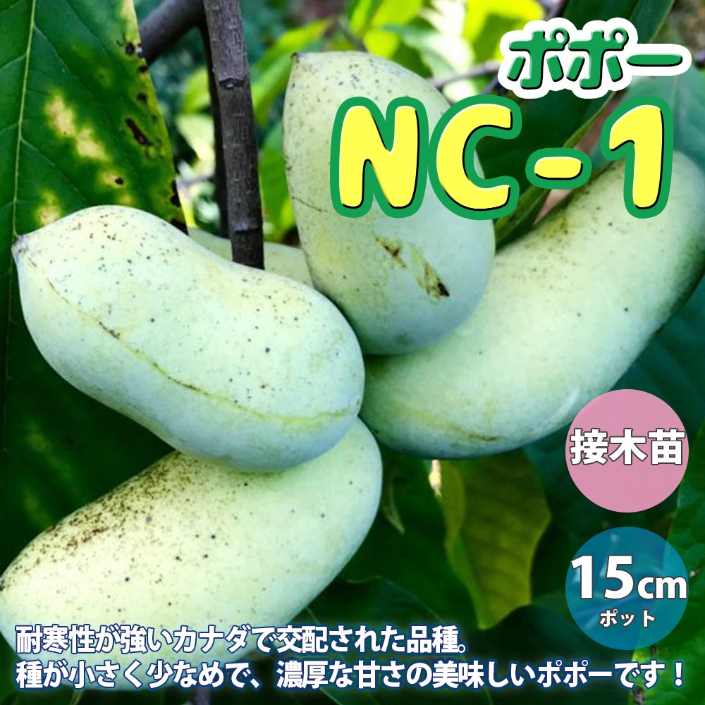 ポポー 品種：NC-1【果樹苗 2年生 接木苗 5号鉢／1個】｜ 【植物の