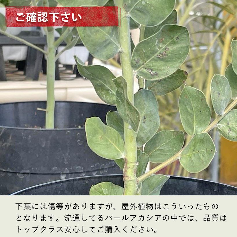 パールアカシア（真珠葉）の鉢植え・育て方付き｜e-花屋さん