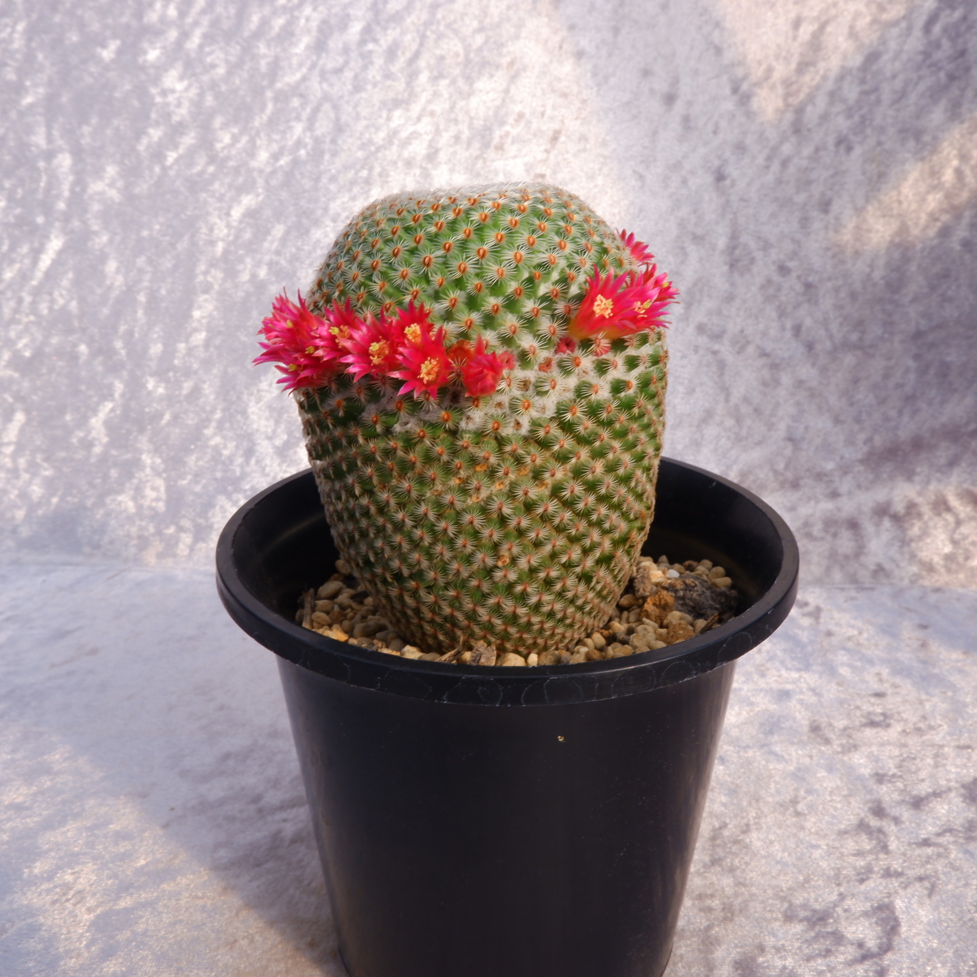 商品詳細 - 信州西沢サボテン園