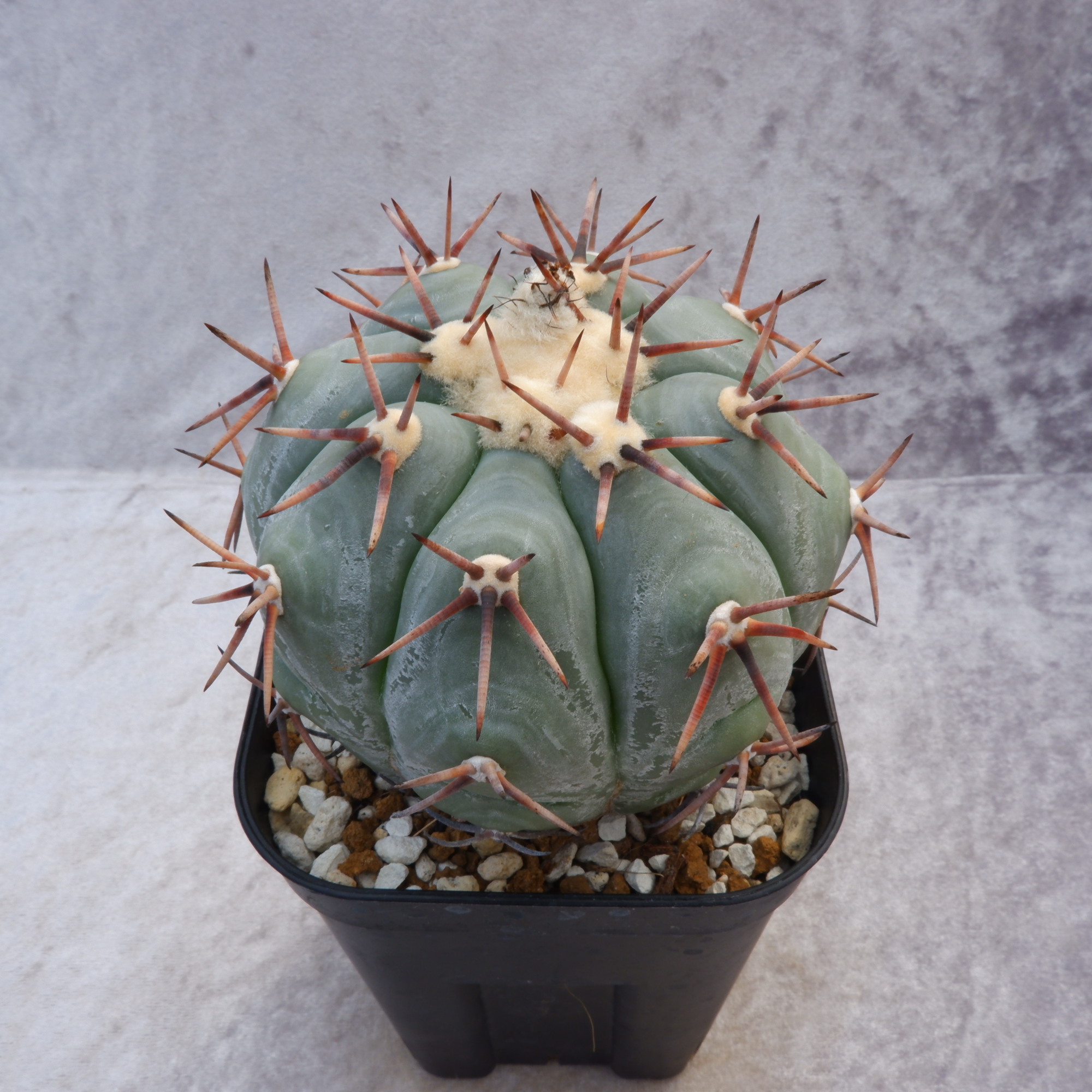 希少特大実生苗】花王丸エキノカクタス国内繁殖サボテン（太平丸雷帝翠