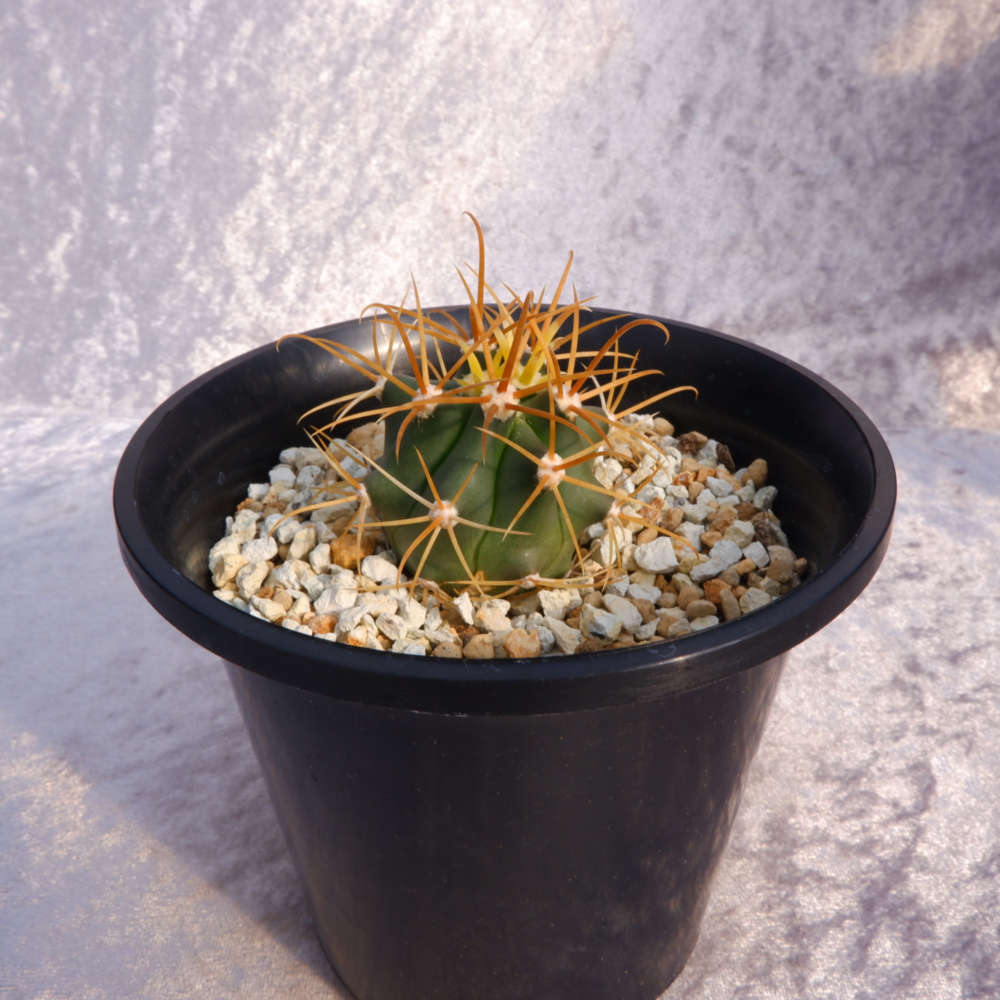 商品詳細 - 信州西沢サボテン園