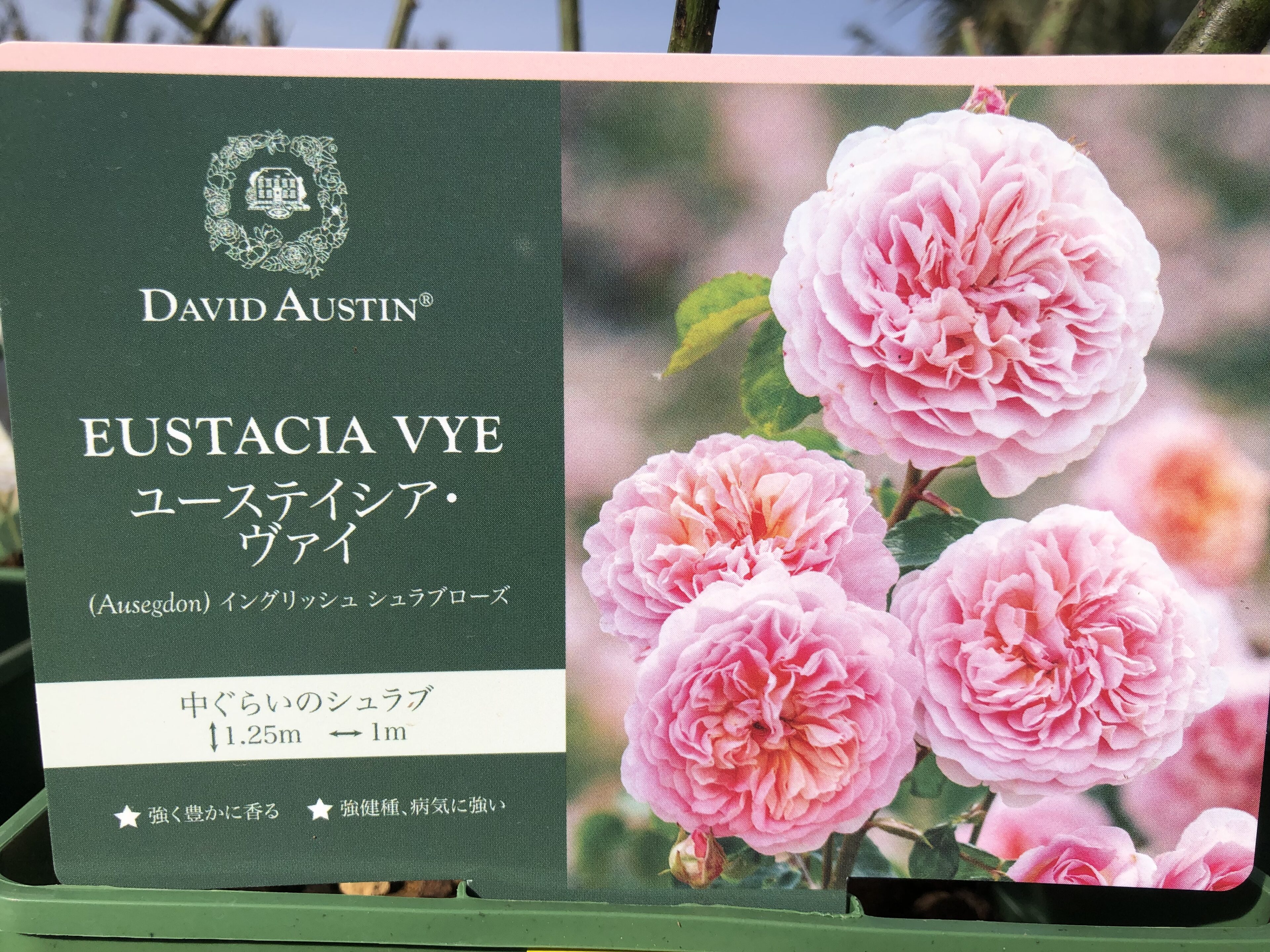 1F|イングリッシュローズ、長尺バラ入荷しました。（他京成バラ追加