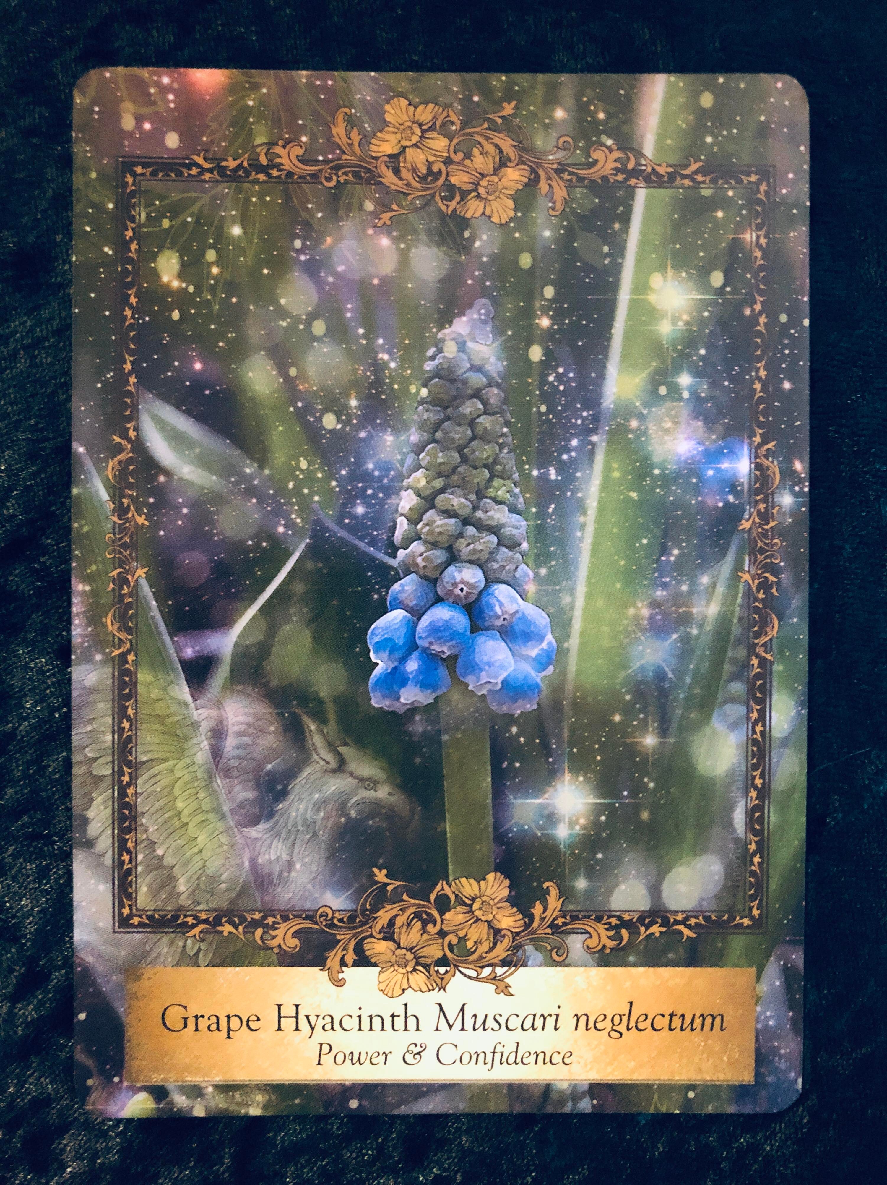 Alchemy Flower Oracle | Parting the Mists