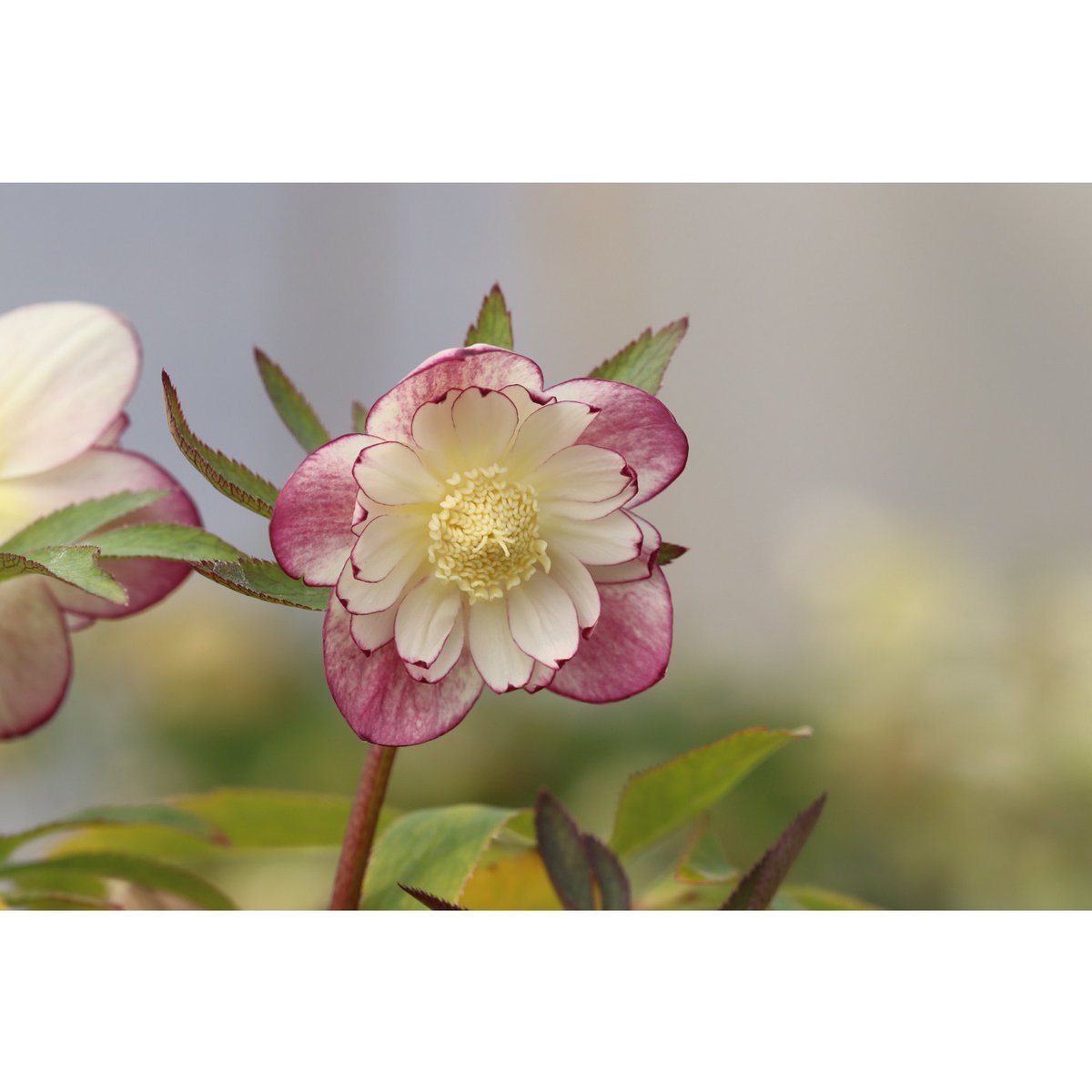 ohgi_nursery (@OhgiNursery) / Posts / X