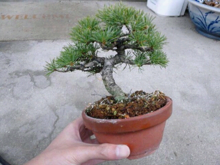 スリルとサスペンス…五葉松の植え替え : 七輪陶芸で盆栽鉢(とか)を焼く