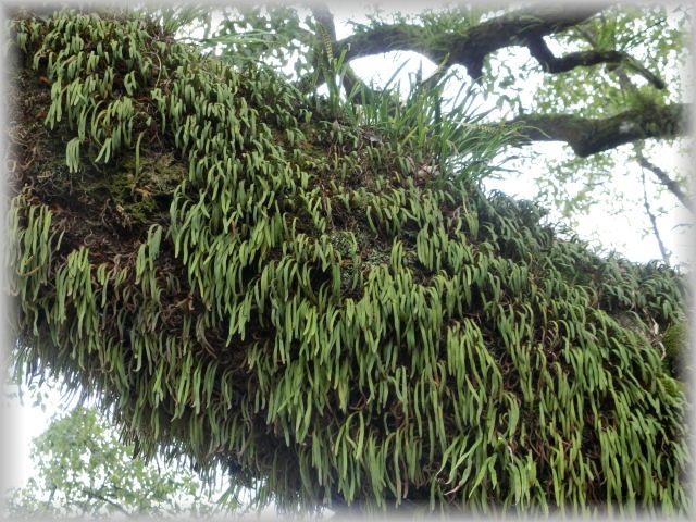シダ植物＜着生植物＞ : 山野草に癒されて