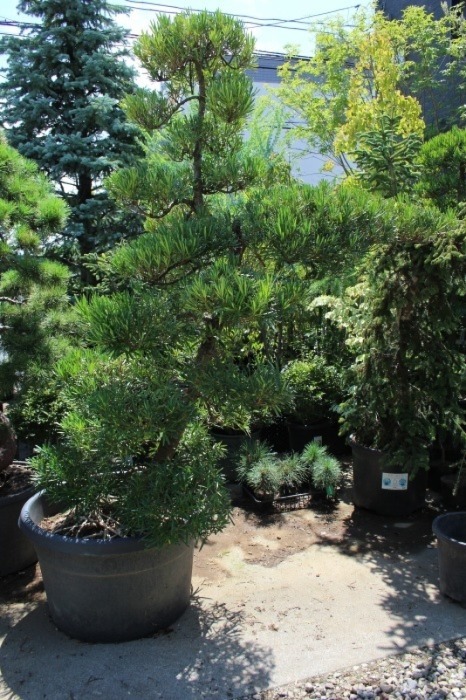 マキ マキノキ ラカンマキ 羅漢槇 門かぶり仕立て 販売 画像 写真 価格