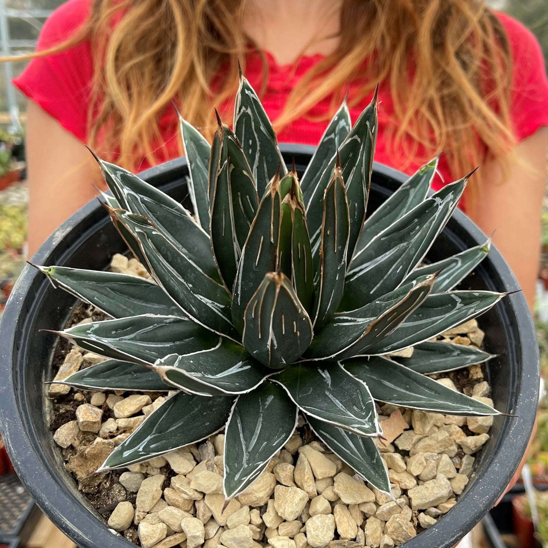 Agavevictoriareeginaelargesucc