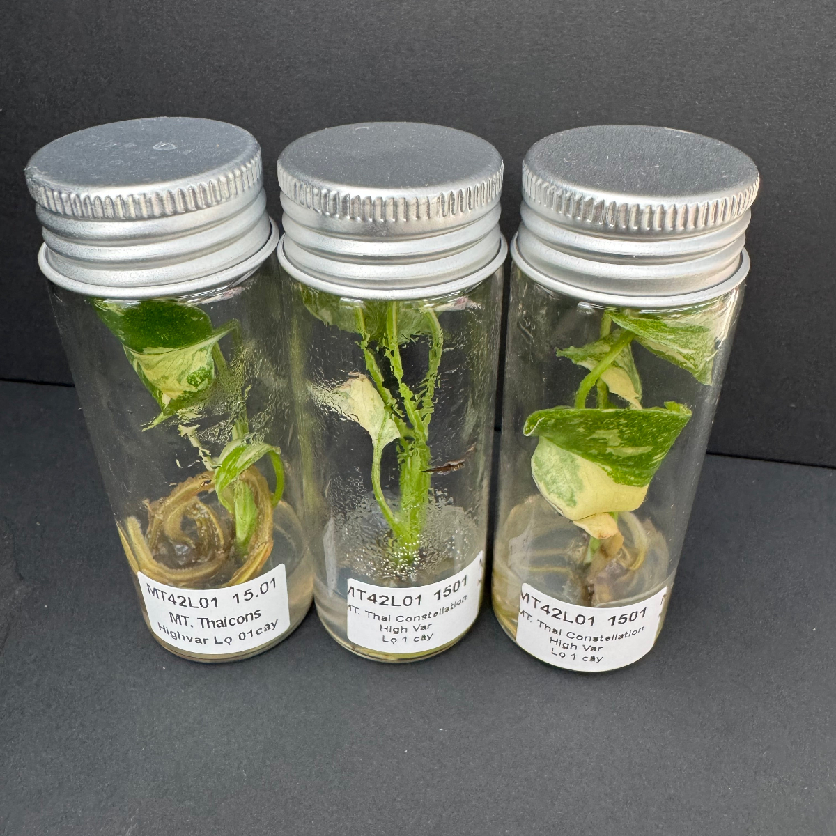 組織培養株(TC株)の順化方法 | RARE PLANTS JAPAN(レアプランツジャパン)