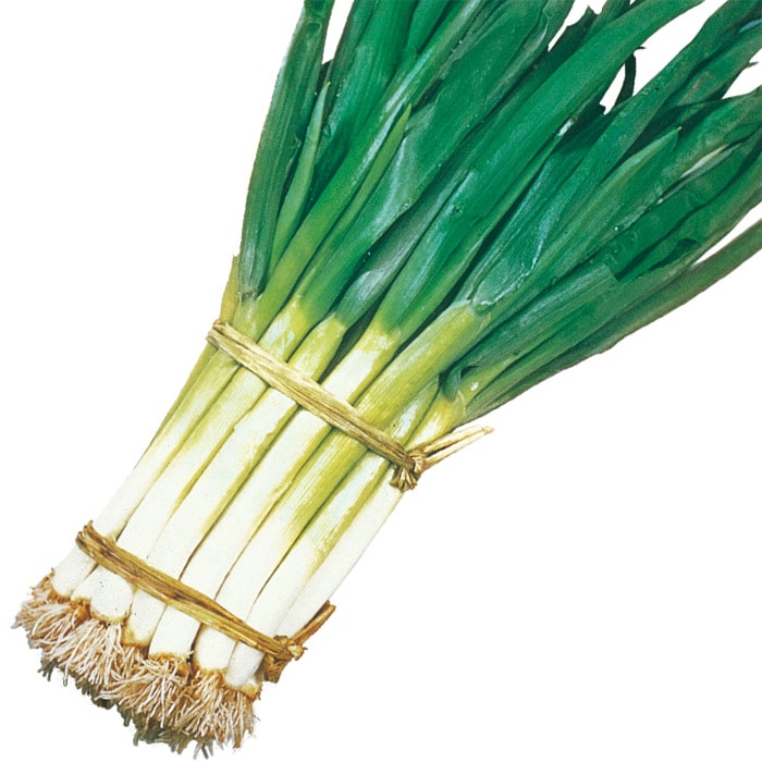 ネギ 九条太ねぎ｜種（タネ）,球根,苗,資材,ガーデニンググッズの通販