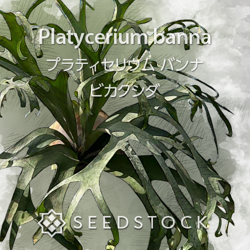 種子/胞子] ビカクシダ バンナ Platycerium banna | コウモリラン シダ