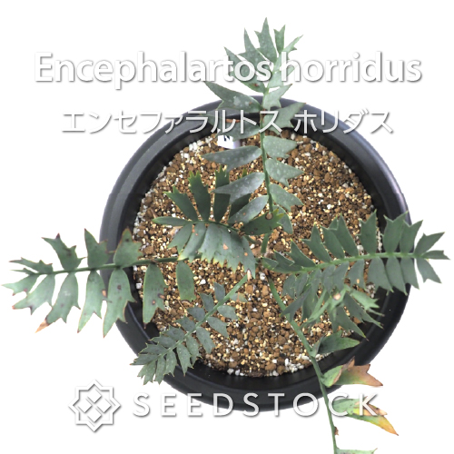 輸入株] エンセファラルトス ホリダス Encephalartos horridus（7