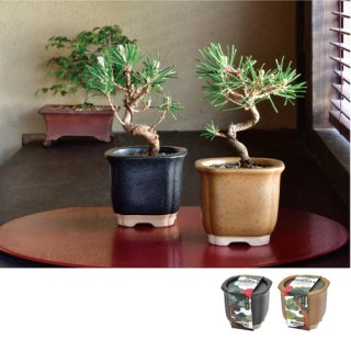 The BONSAI栽培セット｜盆栽を手軽に始められる栽培キット