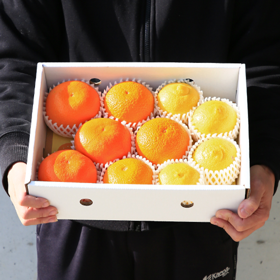 株式会社フレッシュつちやま / みかん 特撰ファミリーセット（黒