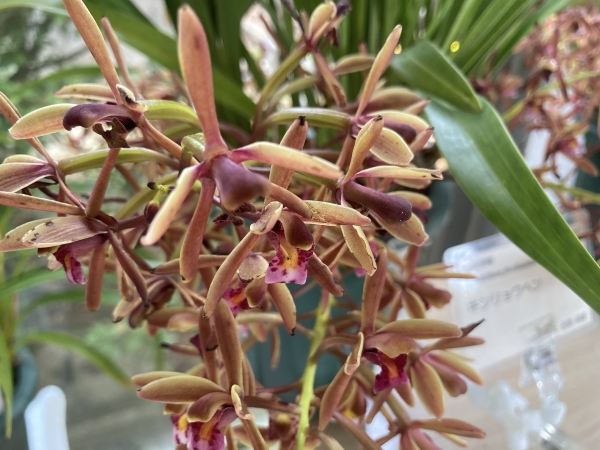 金稜辺（キンリョウヘン）の育て方…開花調整のテクニック！