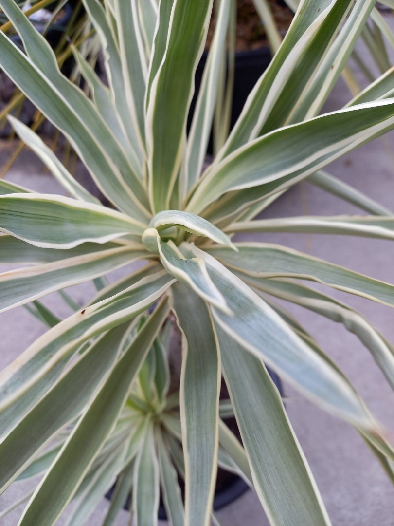 ホワイトエンペラー ～白い皇帝～ | ドライガーデン&金魚