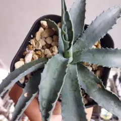 2026年最新】サルミアナ フェロックスの人気アイテム - メルカリ