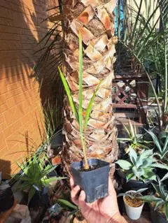 2026年最新】ココスヤシ シルバーの人気アイテム - メルカリ