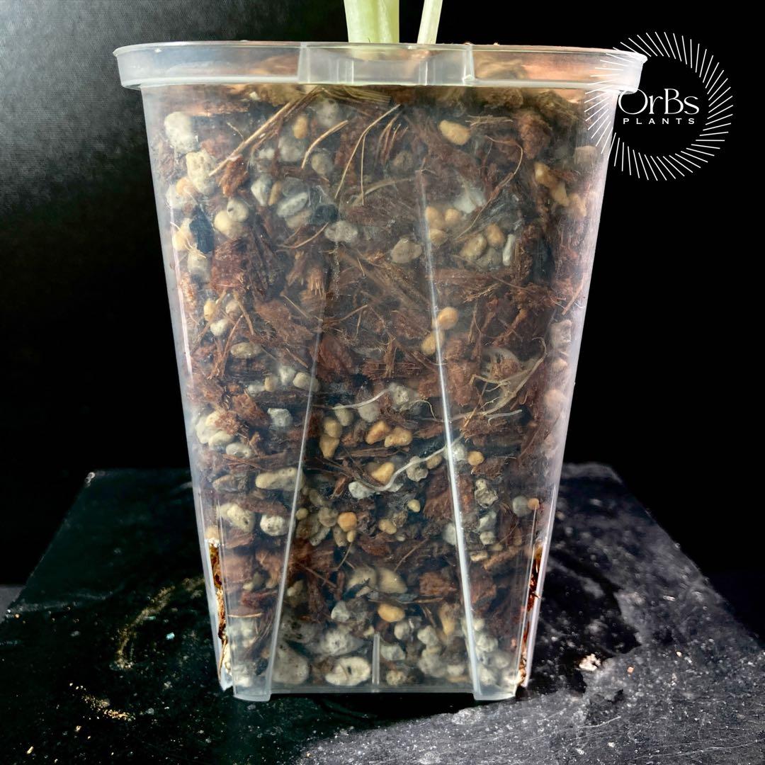 特価出品】アロカシア マハラニ アルボ斑入り ヴァリエガータ ※鉢の