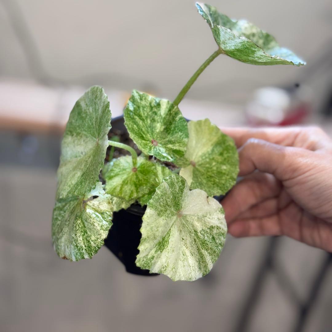 1 ベゴニア ルージュ 斑入り 大人気ベゴニア 丸葉が可愛い - メルカリ