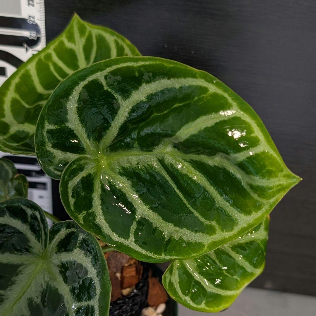 No.95 【美株】 アンスリウム クリスタリナム ドラヤキ 血統種丸葉