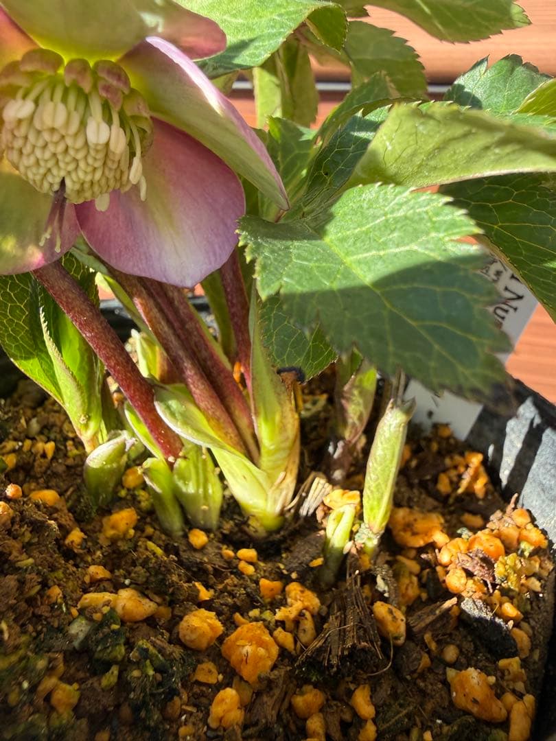 未株分】大木ナーセリー プルプラ系hyb - メルカリ