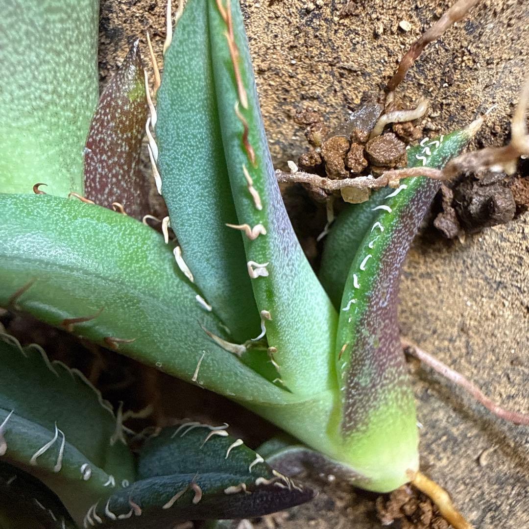 Z 6株セット アガベ 青葉 オテロイ実生 選抜 チタノタ オアハカ - メルカリ