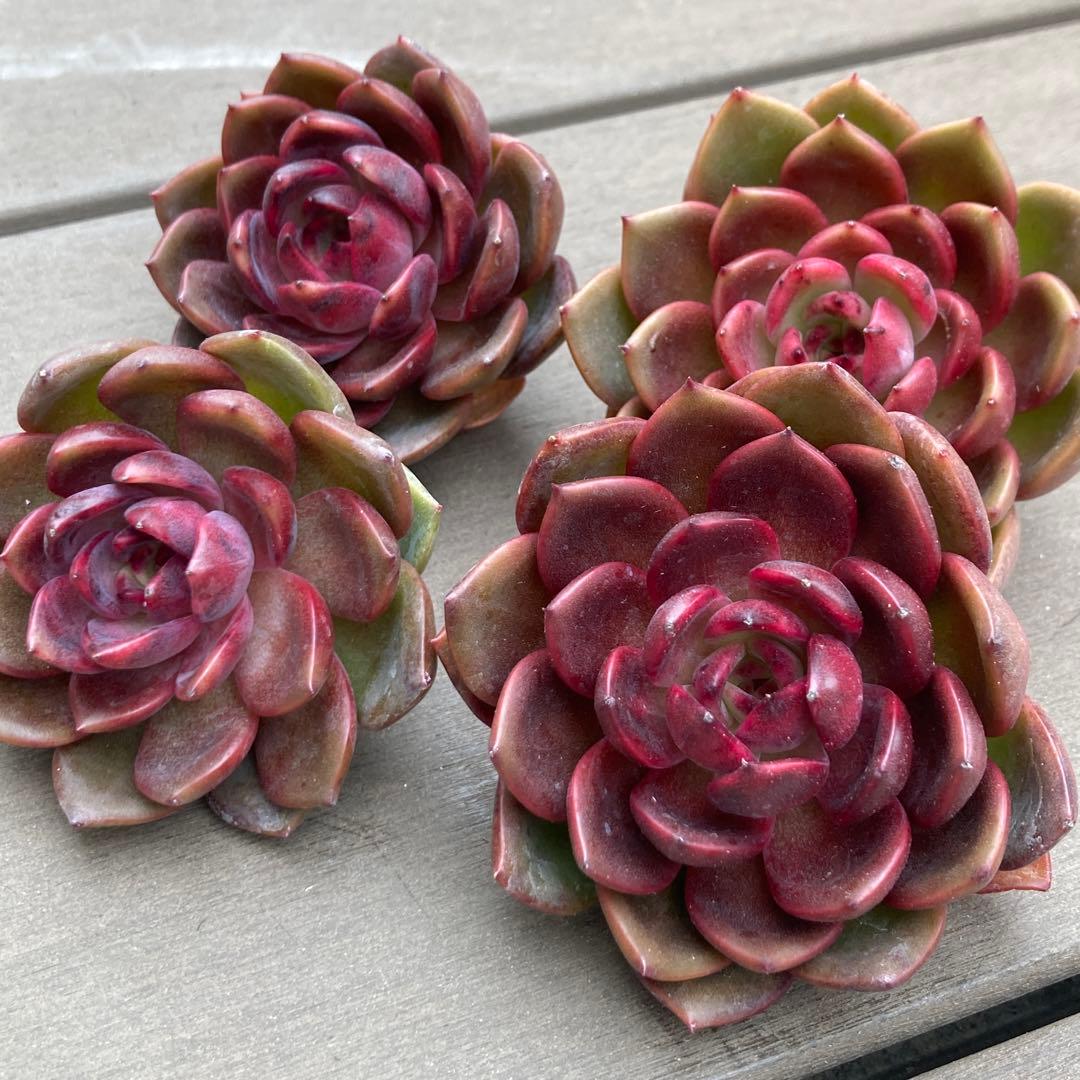 新入荷】エケべリア 韓国苗 ブラックピンク中苗 多肉植物 - メルカリ
