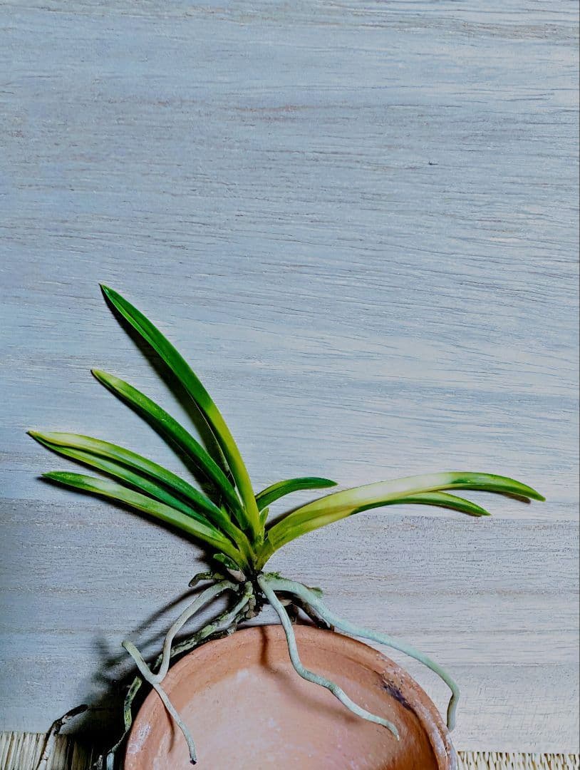 富貴蘭　五十鈴川