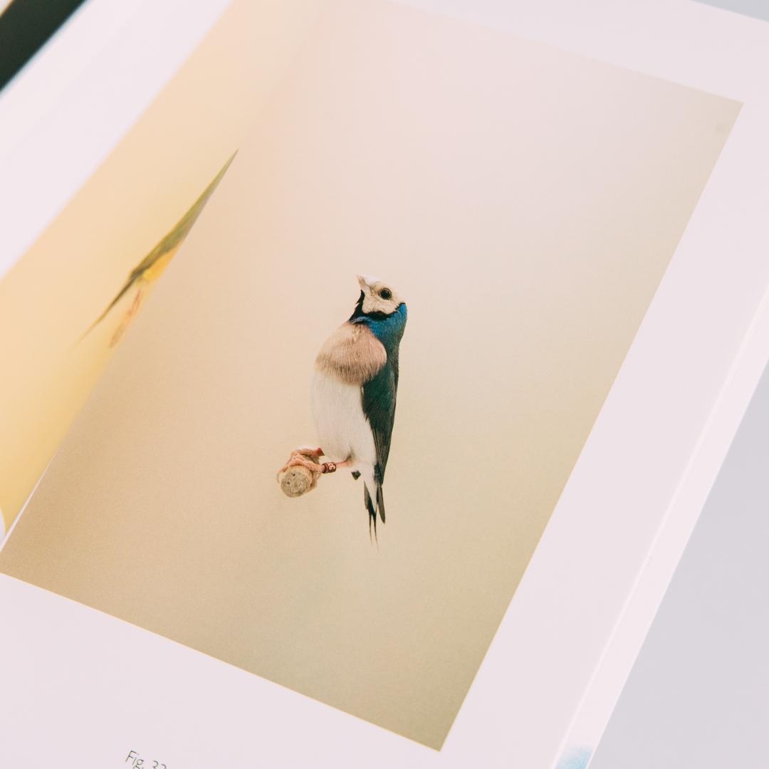 【美品】Luke Stephenson 作品集【希少本】