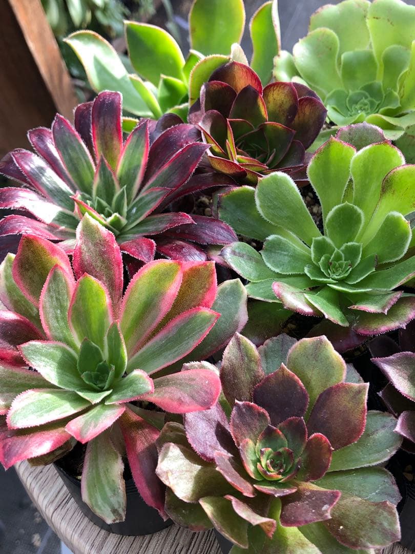 アエオニウム 10品種♡抜き苗セット⑥