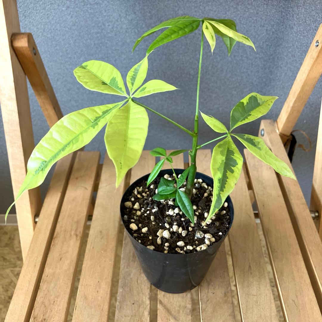 超絶希少❗️超美斑❗️パキラ ムーンライト 実生✨