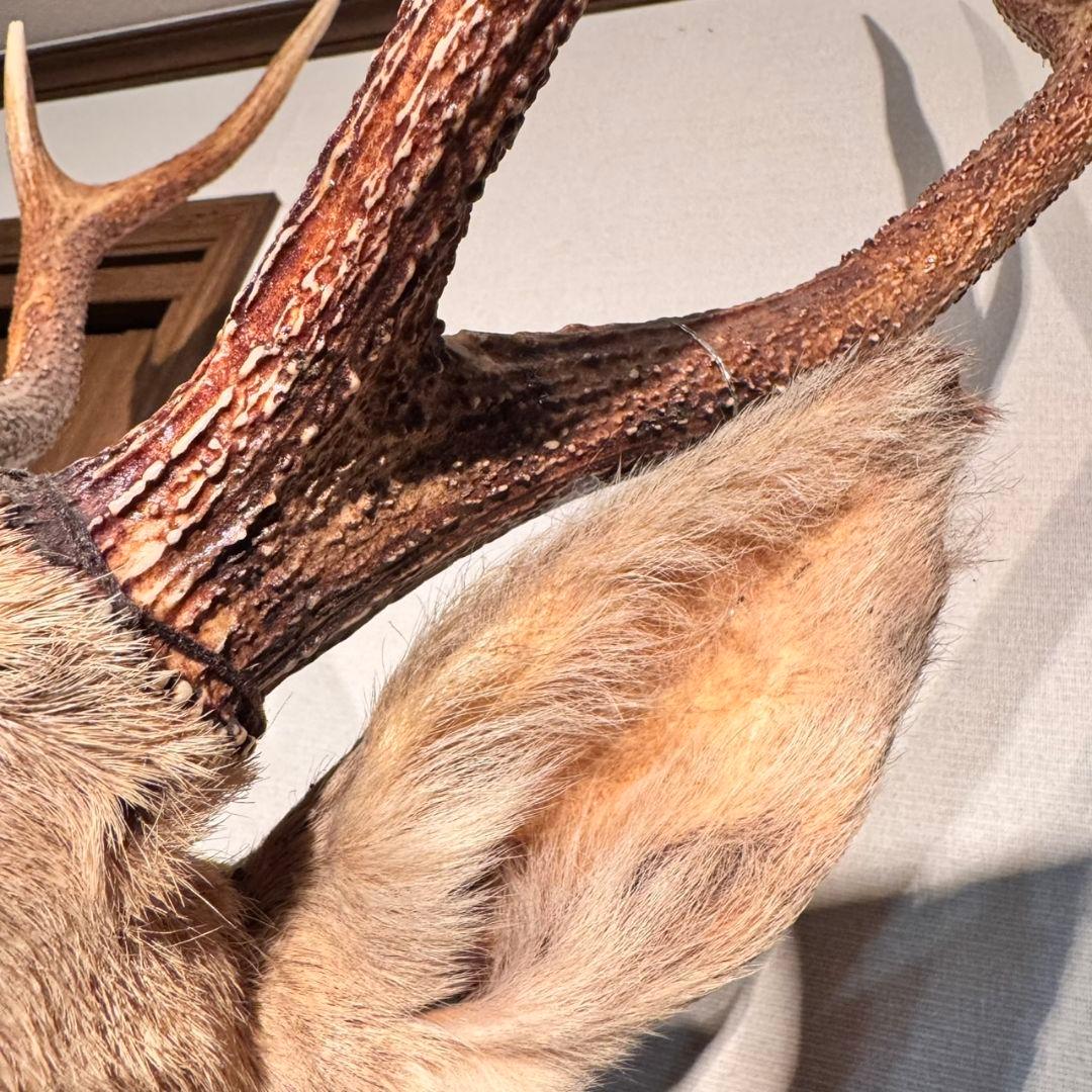 ハンティングトロフィー 鹿の剥製 壁掛けインテリア ニホンジカ 鹿