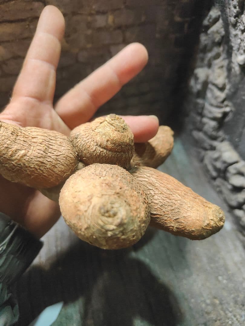 ユーフォルビア　エクロニー　鬼笑い　ecklonii 激レア　大株　発根済