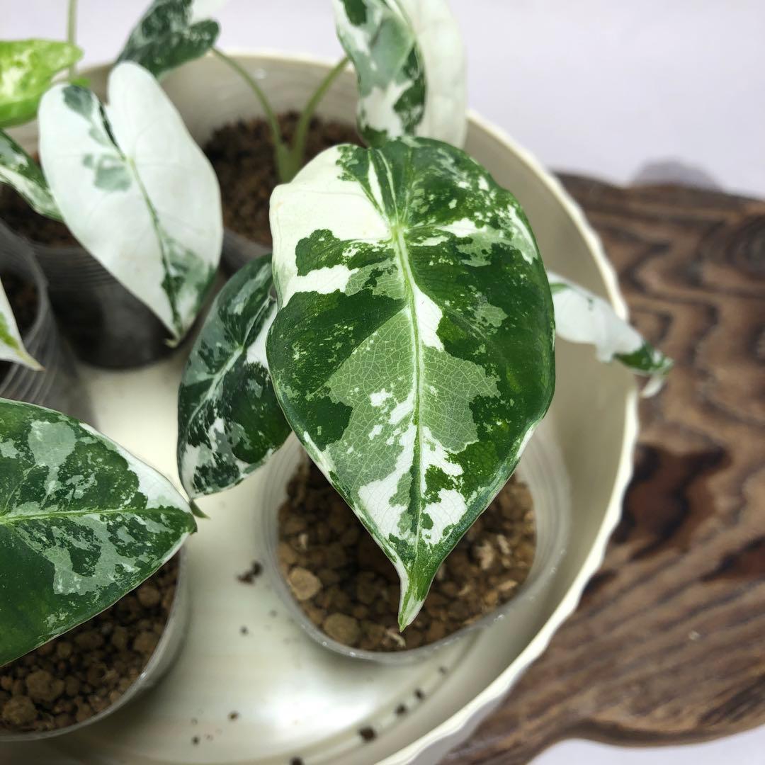 MS513アロカシア・フライデック・バリエガータ 斑入りベ 5株セット