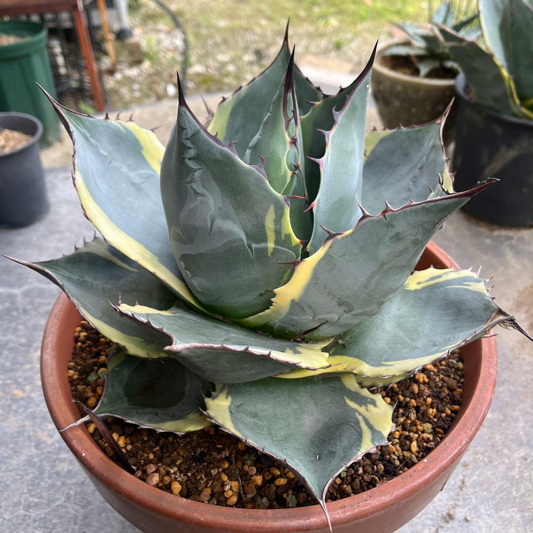 アガベ オバティ×パラサナ シースター 大株 - メルカリ