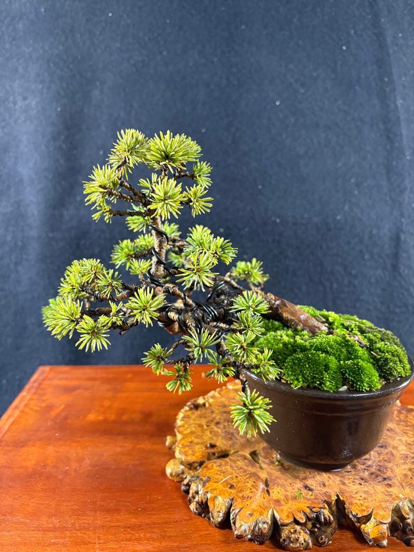 小品盆栽、赤石五葉松、懸崖作り 目立った傷や汚れ無し - メルカリ