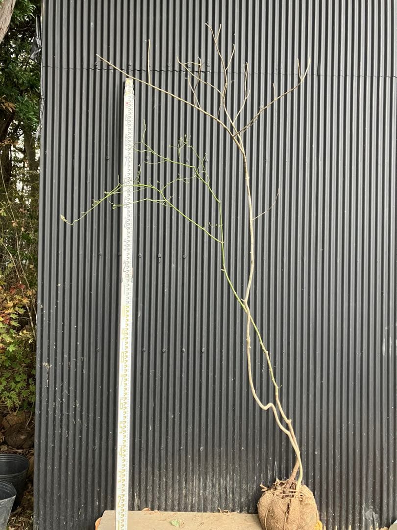 くまま 山採り　アオダモ　コハウチワカエデ　混合株 楽天市場】【現品】山採り【アオダモ】株立ち 自然風樹形