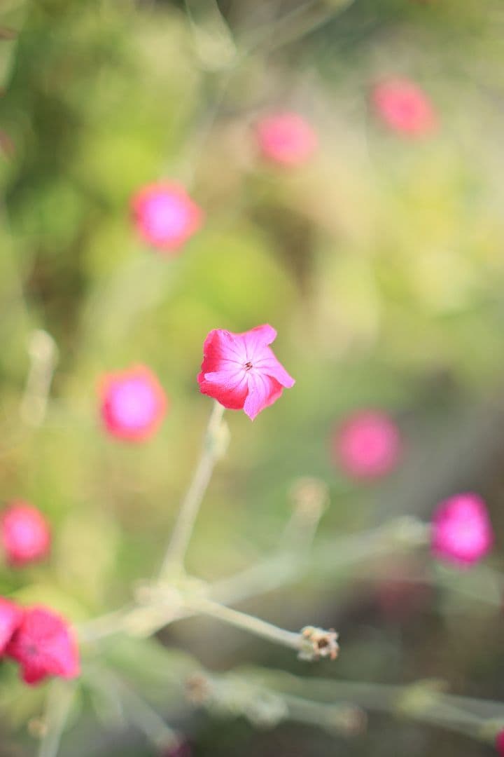 《希少》RICOH XR RIKENON 50mm F1.4 【美品】